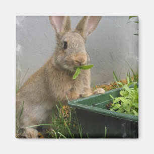 Cottontail Rabbit Magnet