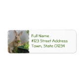 Cottontail Rabbit Mailing Labels (Vorne)