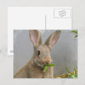 Cottontail Rabbit Postcard Postkarte (Vorne/Hinten)