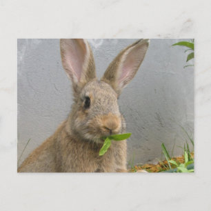 Cottontail Rabbit Postcard Postkarte