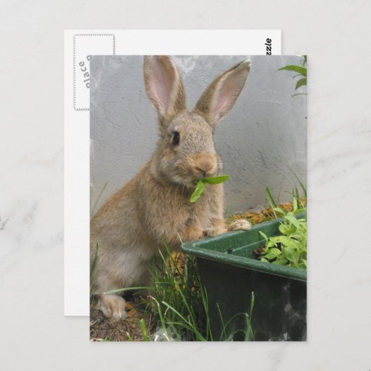 Cottontail Rabbit Postcard Postkarte (Vorne/Hinten)