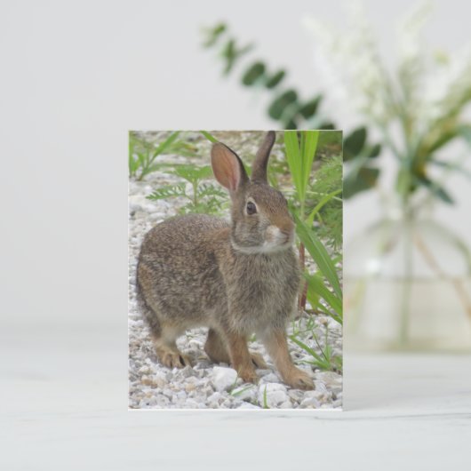Cottontail Rabbit Postkarte (Stehend Vorderseite)