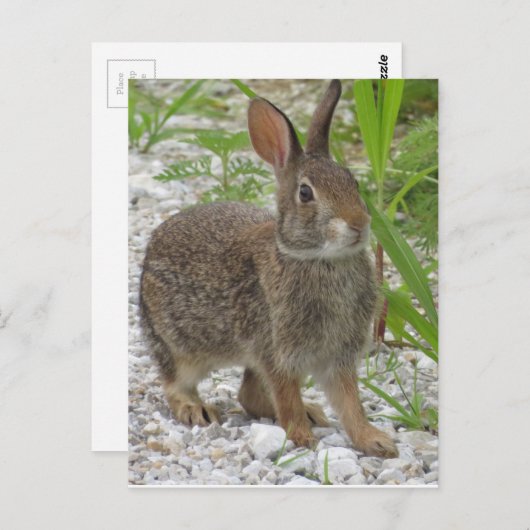 Cottontail Rabbit Postkarte (Vorne/Hinten)
