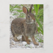 Cottontail Rabbit Postkarte (Vorderseite)