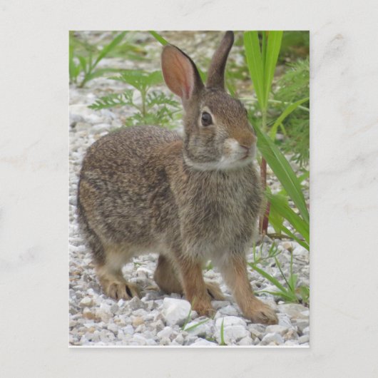 Cottontail Rabbit Postkarte (Vorderseite)