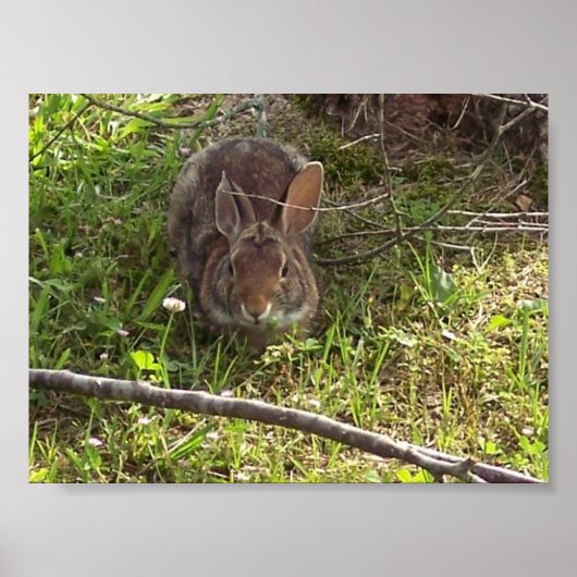 Cottontail Rabbit Print Poster (Vorne)