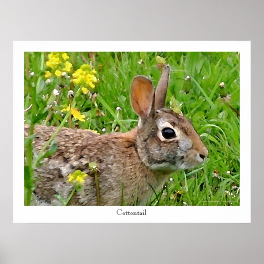 Cottontail Rabbit Print Poster (Vorne)