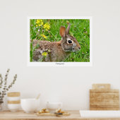 Cottontail Rabbit Print Poster (Küche)