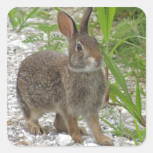 Cottontail Rabbit Quadratischer Aufkleber