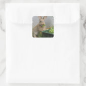 Cottontail Rabbit Stickers (Tasche)