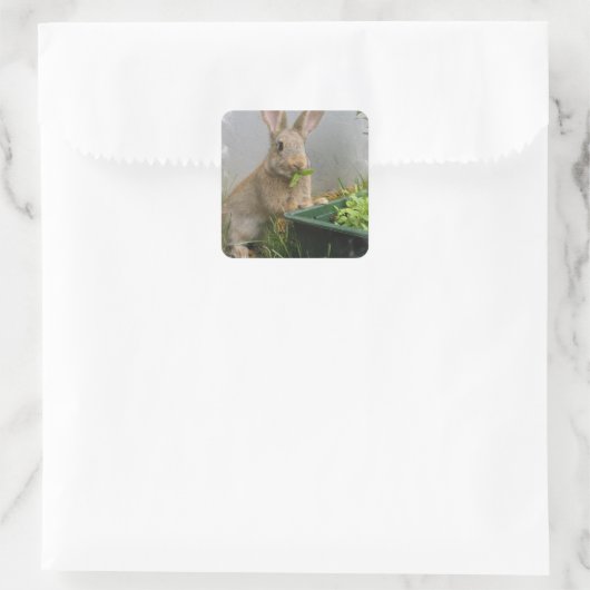 Cottontail Rabbit Stickers (Tasche)