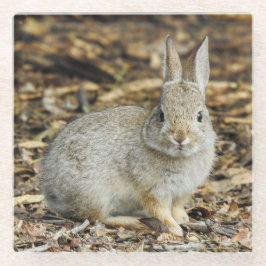 Cottontail-Untersetzer Glasuntersetzer