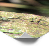 Cottontop Tamarin Poster (Ecke)