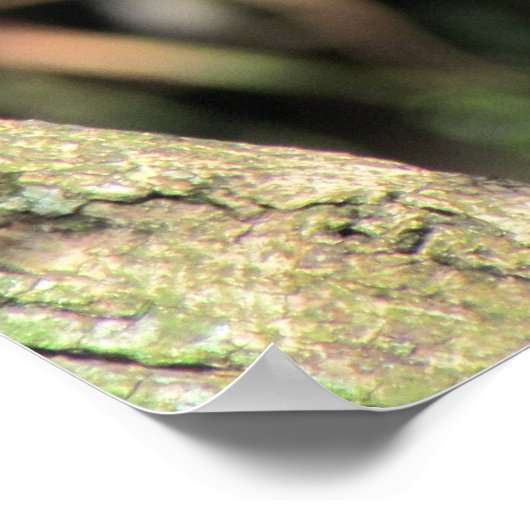 Cottontop Tamarin Poster (Ecke)