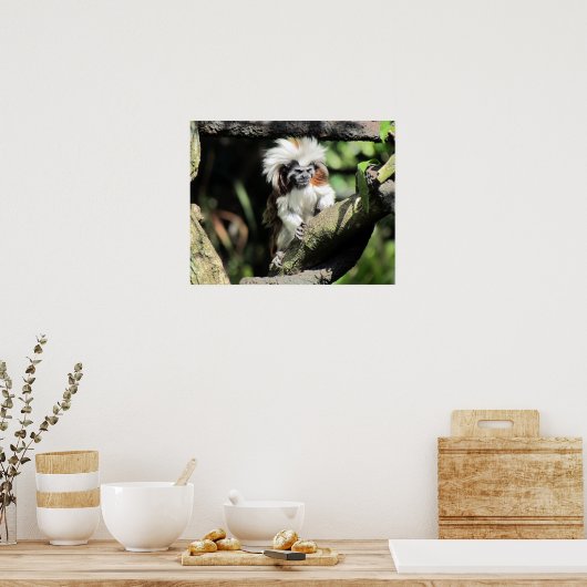 Cottontop Tamarin Poster (Küche)