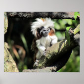Cottontop Tamarin Poster (Vorne)