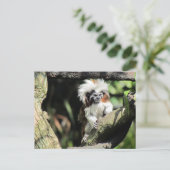 Cottontop Tamarin Postkarte (Stehend Vorderseite)