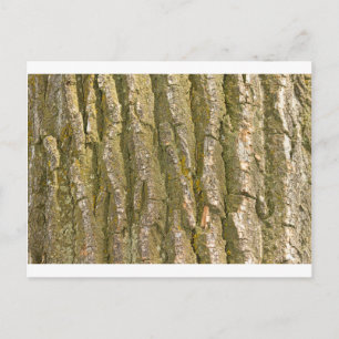 Cottonwood Tree Bark Texture Postkarte