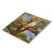 Cottonwood Tree | Hauptstadt Reef National Park, U Fliese (Seite)