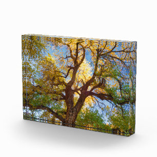Cottonwood Tree Hauptstadt Reef National Park, U Fotoblock