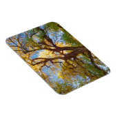 Cottonwood Tree | Hauptstadt Reef National Park, U Magnet (Rechte Seite)