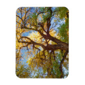 Cottonwood Tree | Hauptstadt Reef National Park, U Magnet (Vertikal)