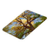 Cottonwood Tree | Hauptstadt Reef National Park, U Magnet (Linke Seite)