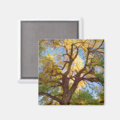 Cottonwood Tree | Hauptstadt Reef National Park, U Magnet (Vorderseite/Rückseite)