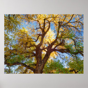 Cottonwood Tree   Hauptstadt Reef National Park, U Poster
