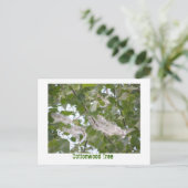 Cottonwood Tree Postkarte (Stehend Vorderseite)