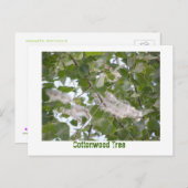 Cottonwood Tree Postkarte (Vorne/Hinten)