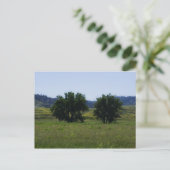 Cottonwood Trees Postkarte (Stehend Vorderseite)