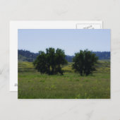 Cottonwood Trees Postkarte (Vorne/Hinten)