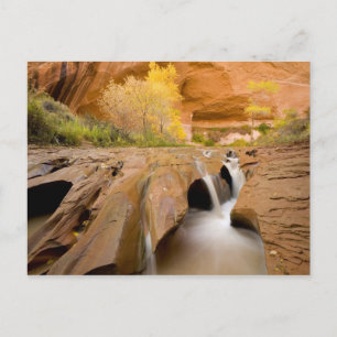 Cottonwoods im Herbst, Coyote Gulch, Glen Postkarte