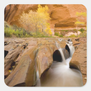 Cottonwoods im Herbst, Coyote Gulch, Glen Quadratischer Aufkleber