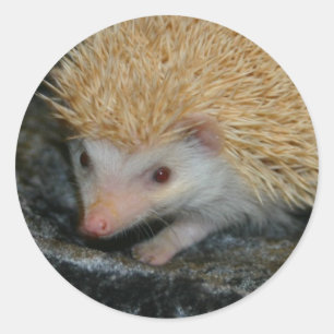 Cotty Süsse Aufkleber