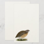 Coturnix Pharaoh Quail Briefpapier (Vorne/Hinten)