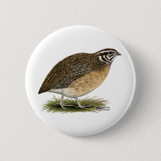 Coturnix Pharaoh Quail Button (Vorderseite)