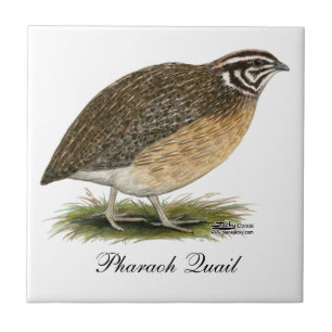 Coturnix Pharaoh Quail Fliese