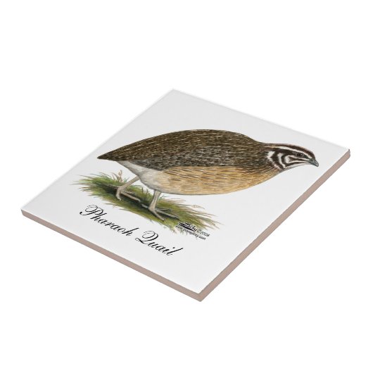 Coturnix Pharaoh Quail Fliese (Seite)