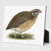 Coturnix Pharaoh Quail Fotoplatte (Seite)