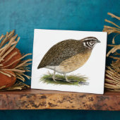 Coturnix Pharaoh Quail Fotoplatte (Seite)