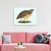 Coturnix Pharaoh Quail Leinwanddruck (Insitu (Wohnzimmer))