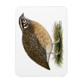 Coturnix Pharaoh Quail Magnet (Vertikal)