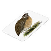 Coturnix Pharaoh Quail Magnet (Linke Seite)