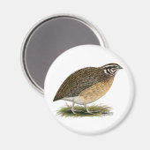 Coturnix Pharaoh Quail Magnet (Vorderseite/Rückseite)