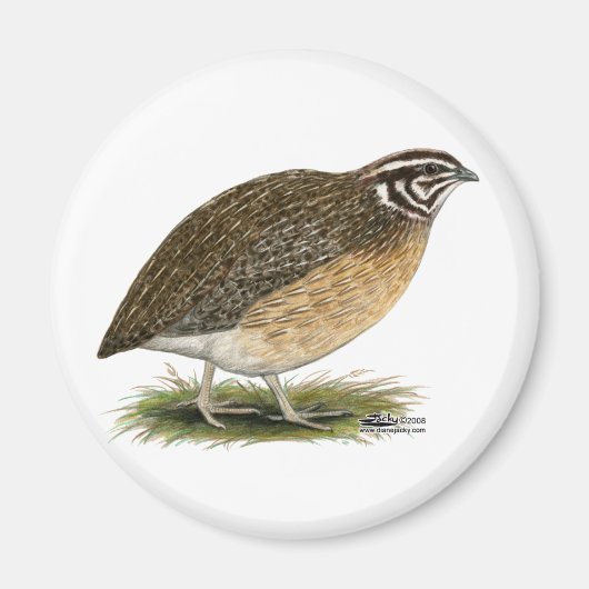 Coturnix Pharaoh Quail Magnet (Vorne)