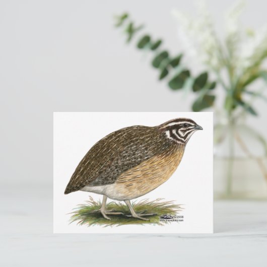 Coturnix Pharaoh Quail Postkarte (Stehend Vorderseite)