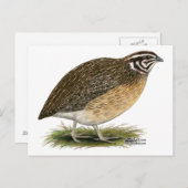 Coturnix Pharaoh Quail Postkarte (Vorne/Hinten)