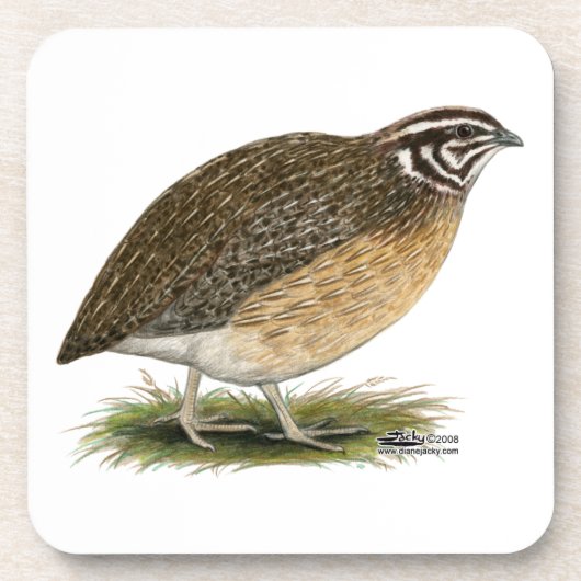 Coturnix Pharaoh Quail Untersetzer (Vorderseite)